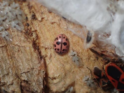 Réf. 221 675 : Oenopia conglobata